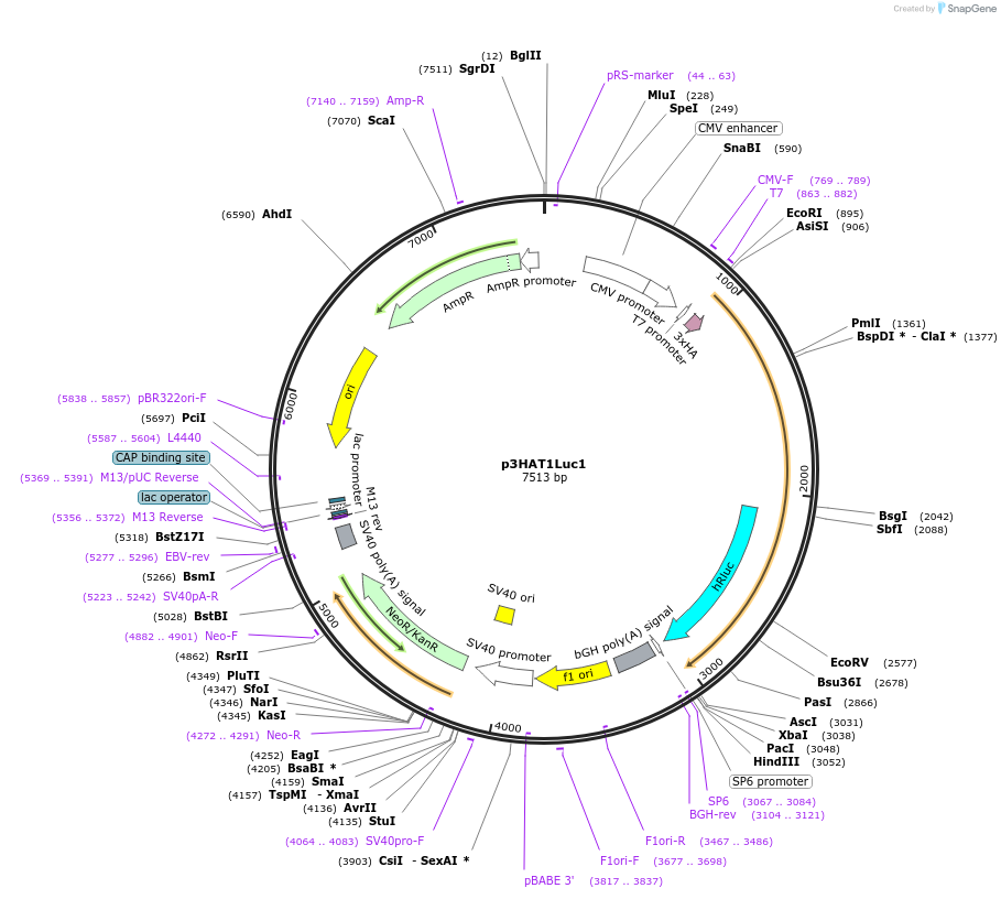 236275-plasmid-map-sequence-id-471661