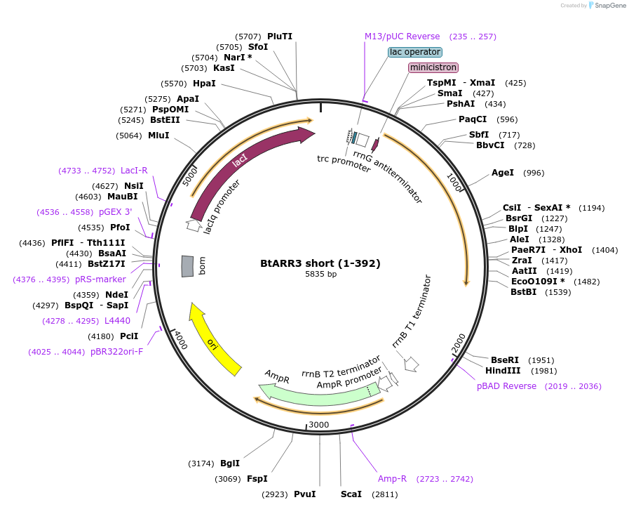 236272-plasmid-map-sequence-id-471663