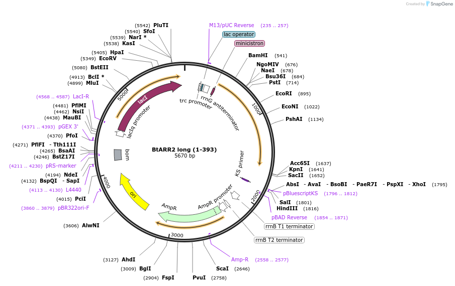 236270-plasmid-map-sequence-id-471670