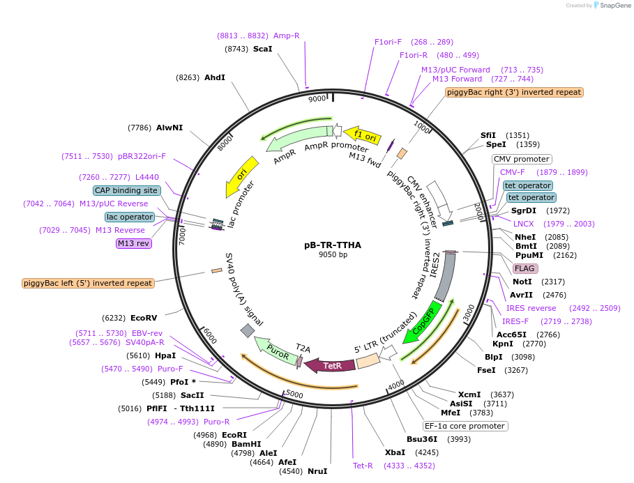 232479-plasmid-map-sequence-id-471676