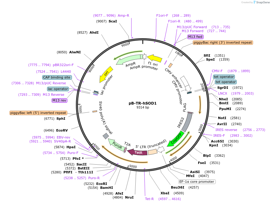 232478-plasmid-map-sequence-id-471680
