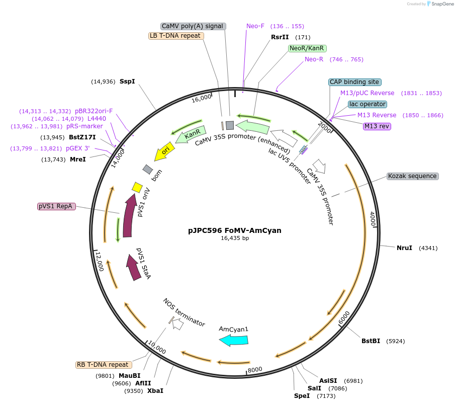 234812-plasmid-map-sequence-id-471686