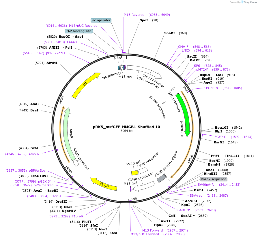 237658-plasmid-map-sequence-id-471687