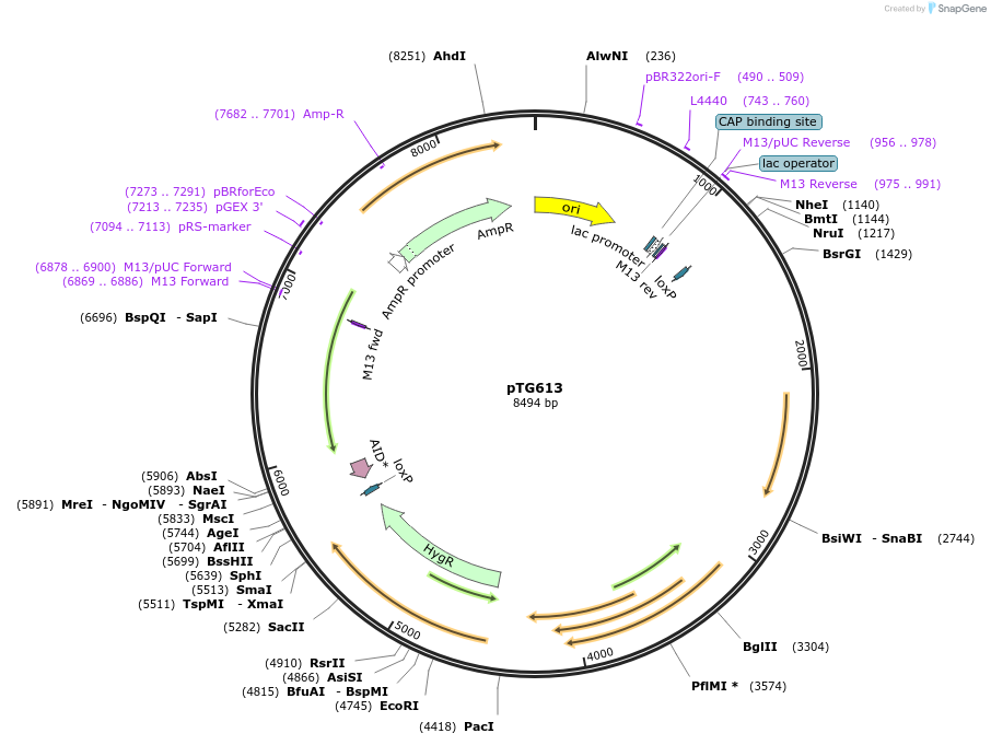 237388-plasmid-map-sequence-id-471693