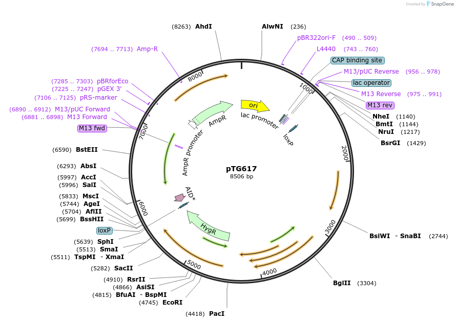 237392-plasmid-map-sequence-id-471694