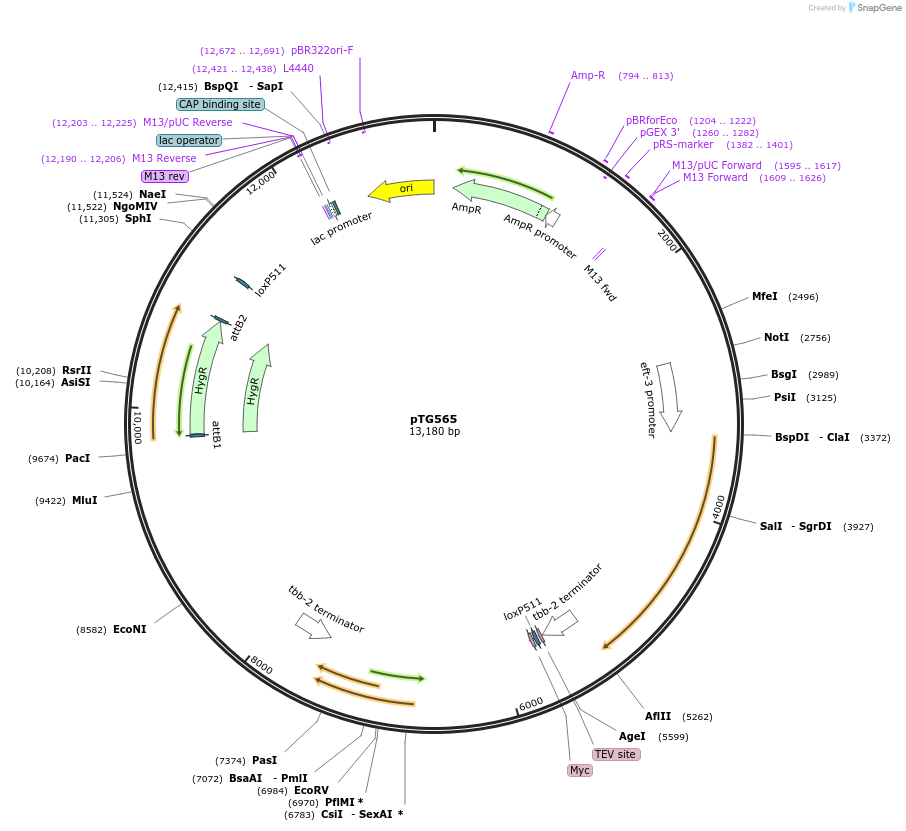 237395-plasmid-map-sequence-id-471698