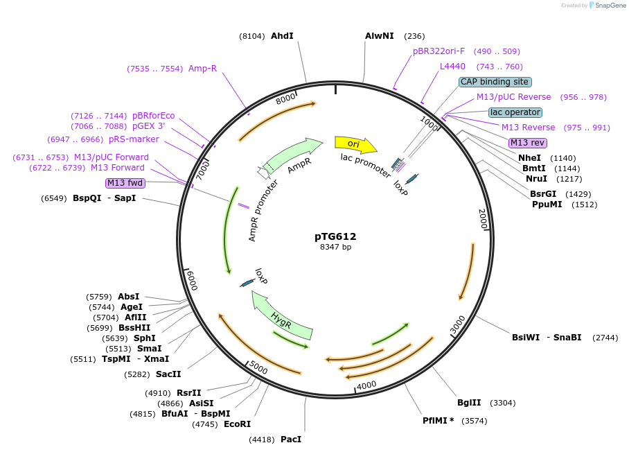 237387-plasmid-map-sequence-id-471703