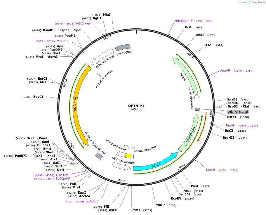 237836-plasmid-map-sequence-id-471706