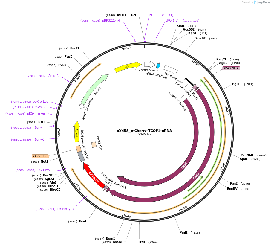 237633-plasmid-map-sequence-id-471710