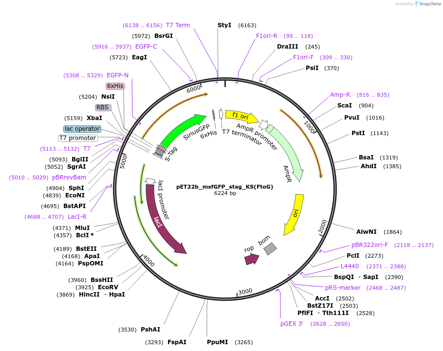 237631-plasmid-map-sequence-id-471712