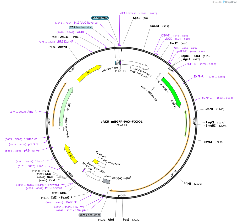 237643-plasmid-map-sequence-id-471713