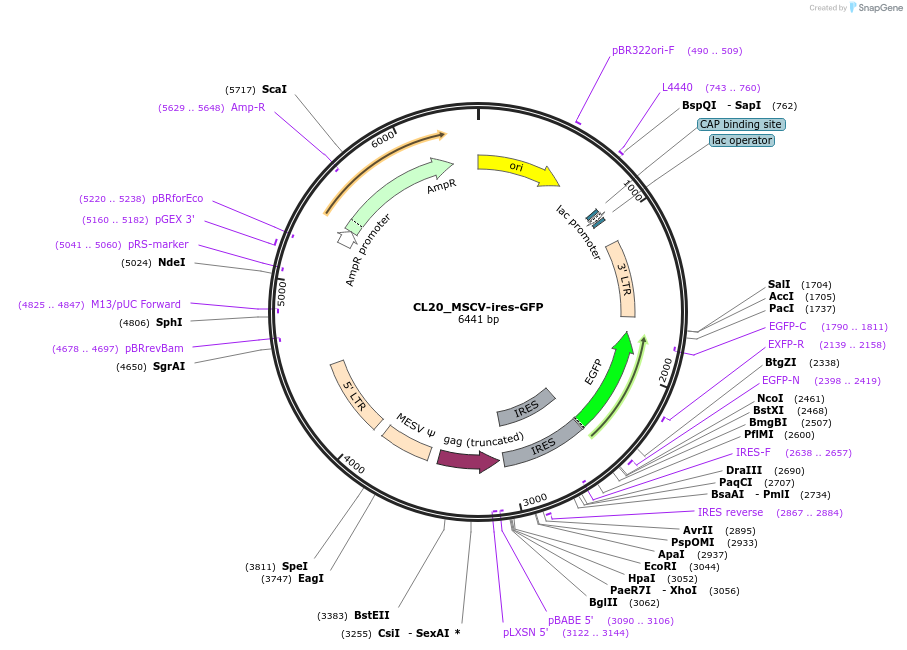 237496-plasmid-map-sequence-id-471715
