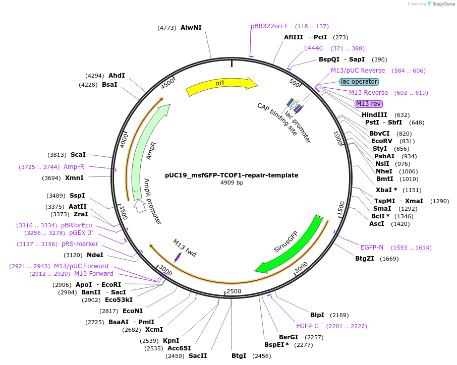 237632-plasmid-map-sequence-id-471719