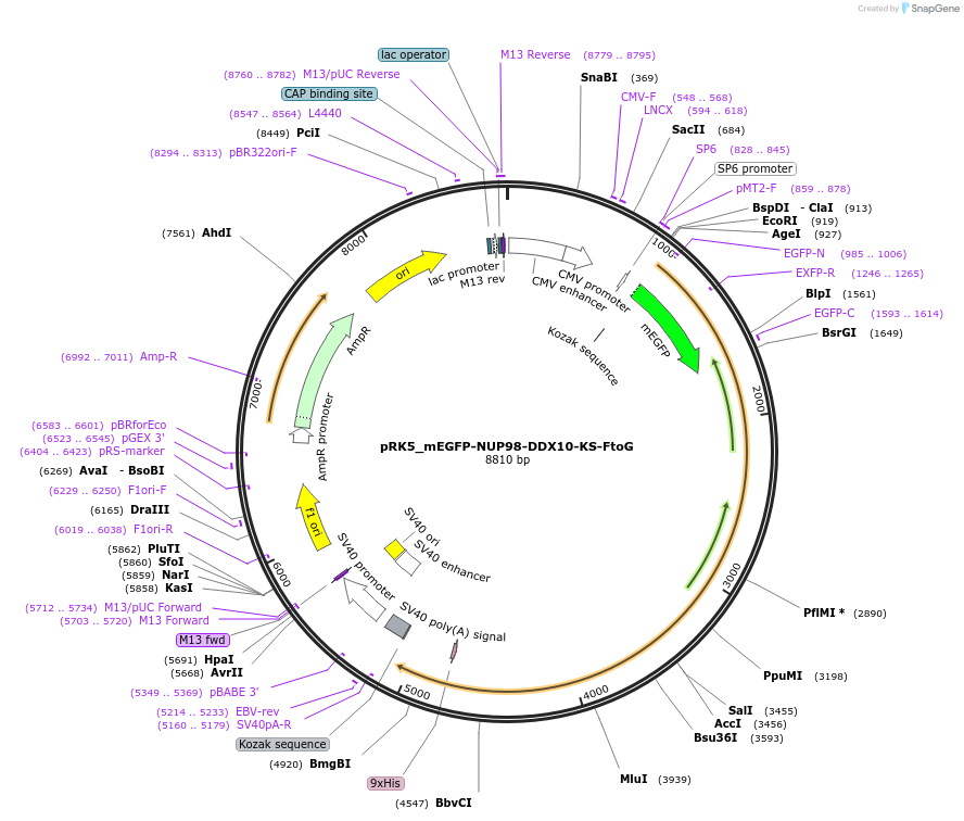 237645-plasmid-map-sequence-id-471720