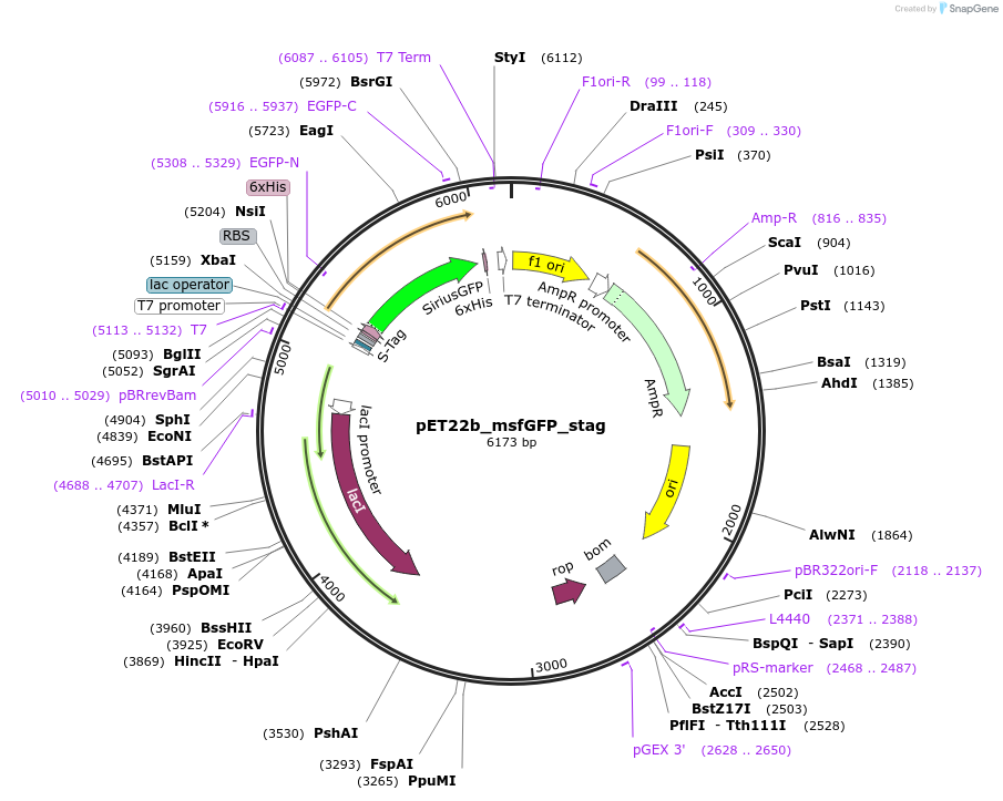 237629-plasmid-map-sequence-id-471722