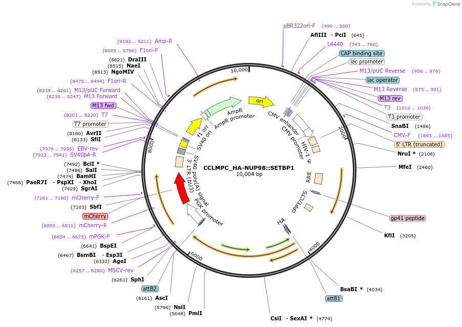 237491-plasmid-map-sequence-id-471725
