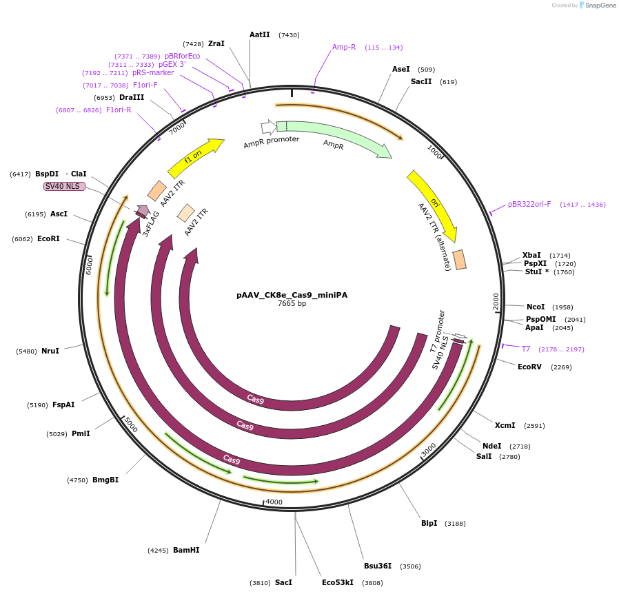 226141-plasmid-map-sequence-id-471728