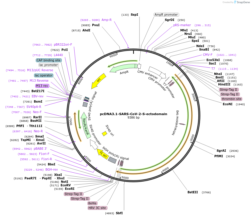 235984-plasmid-map-sequence-id-471730