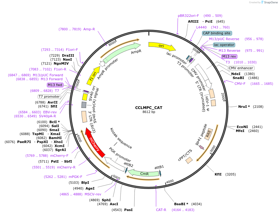 237500-plasmid-map-sequence-id-471735
