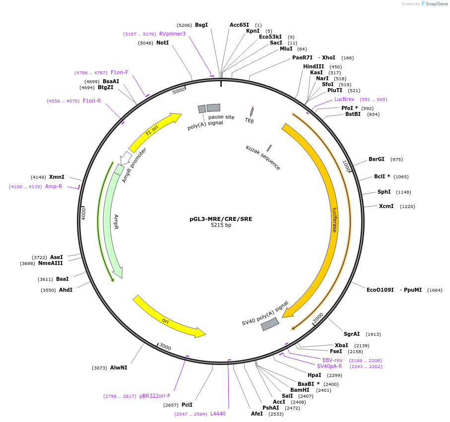236751-plasmid-map-sequence-id-471736