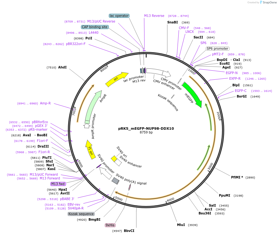 237640-plasmid-map-sequence-id-471739