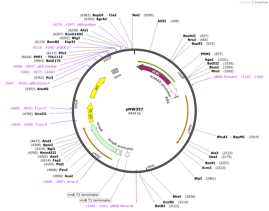 238204-plasmid-map-sequence-id-471744