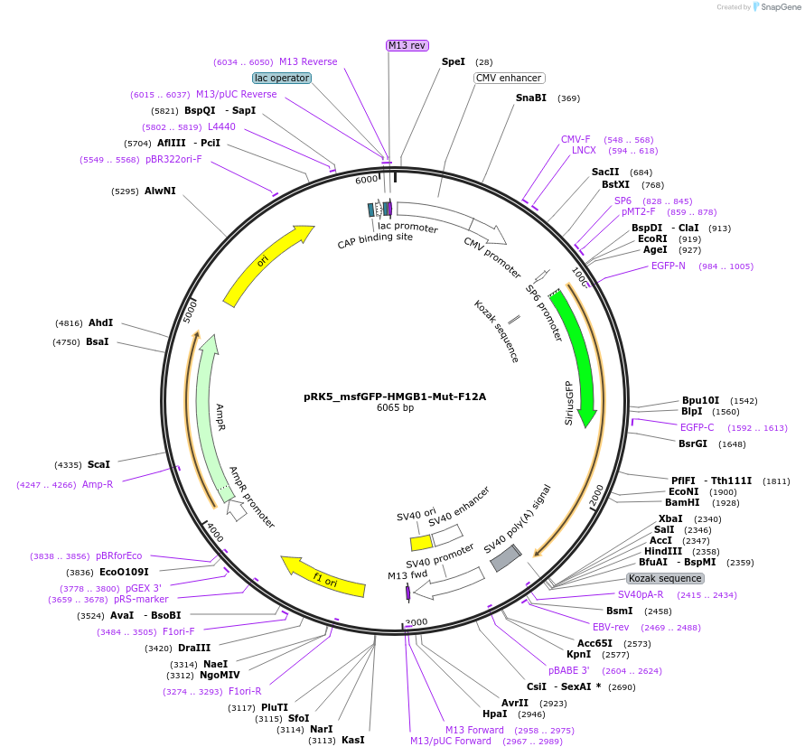 237623-plasmid-map-sequence-id-471746