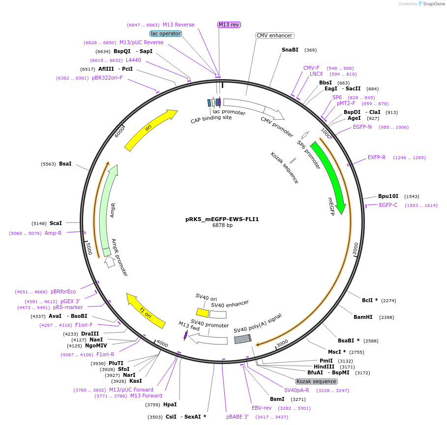 237636-plasmid-map-sequence-id-471754