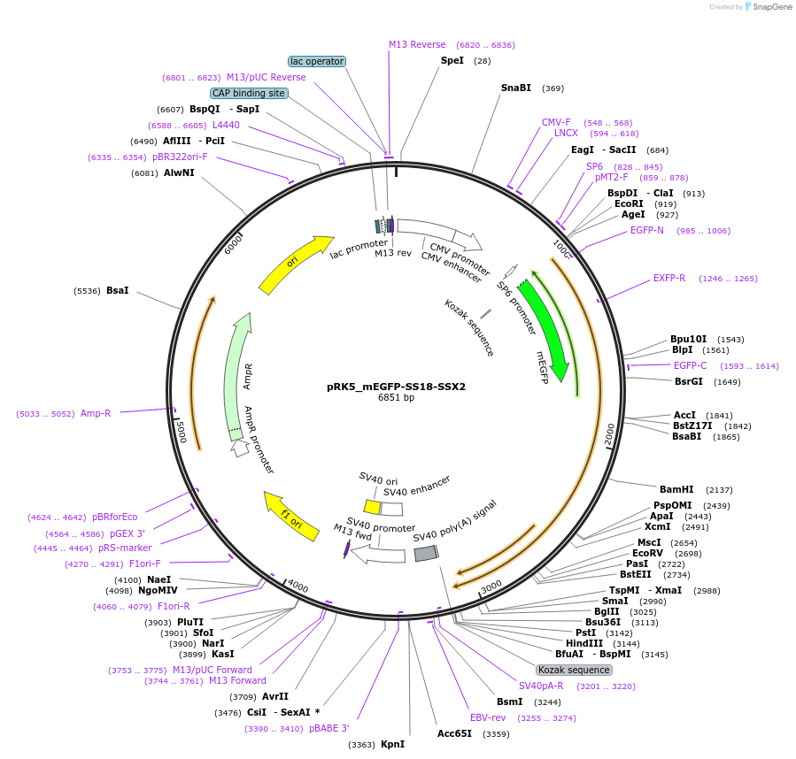 237637-plasmid-map-sequence-id-471755