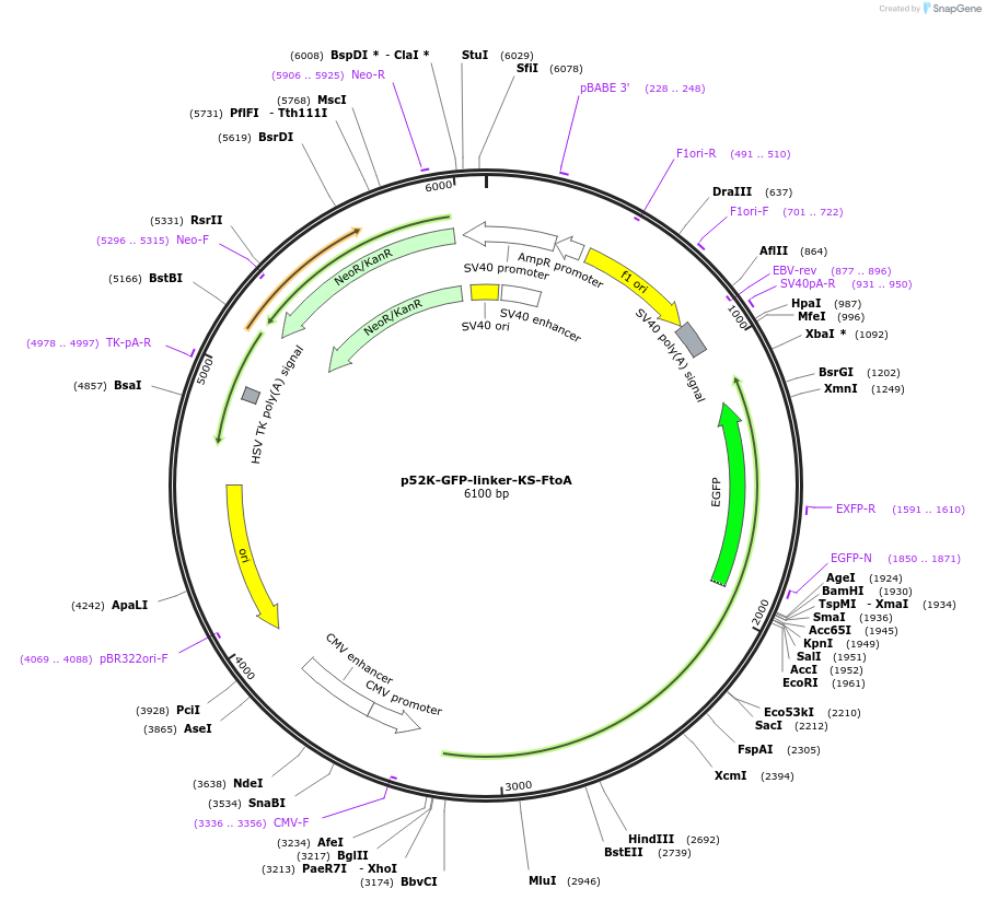 237687-plasmid-map-sequence-id-471758