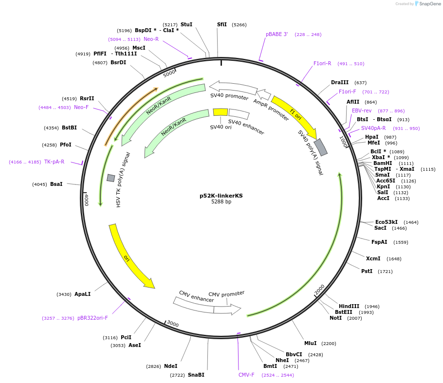 237692-plasmid-map-sequence-id-471761
