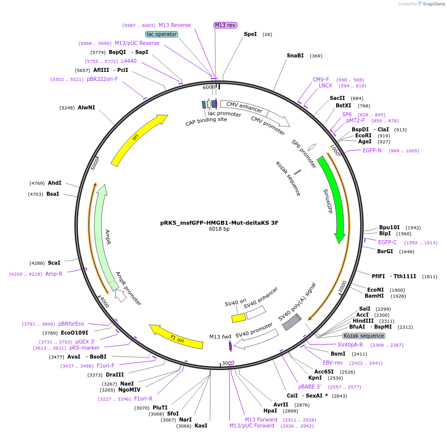237625-plasmid-map-sequence-id-471764