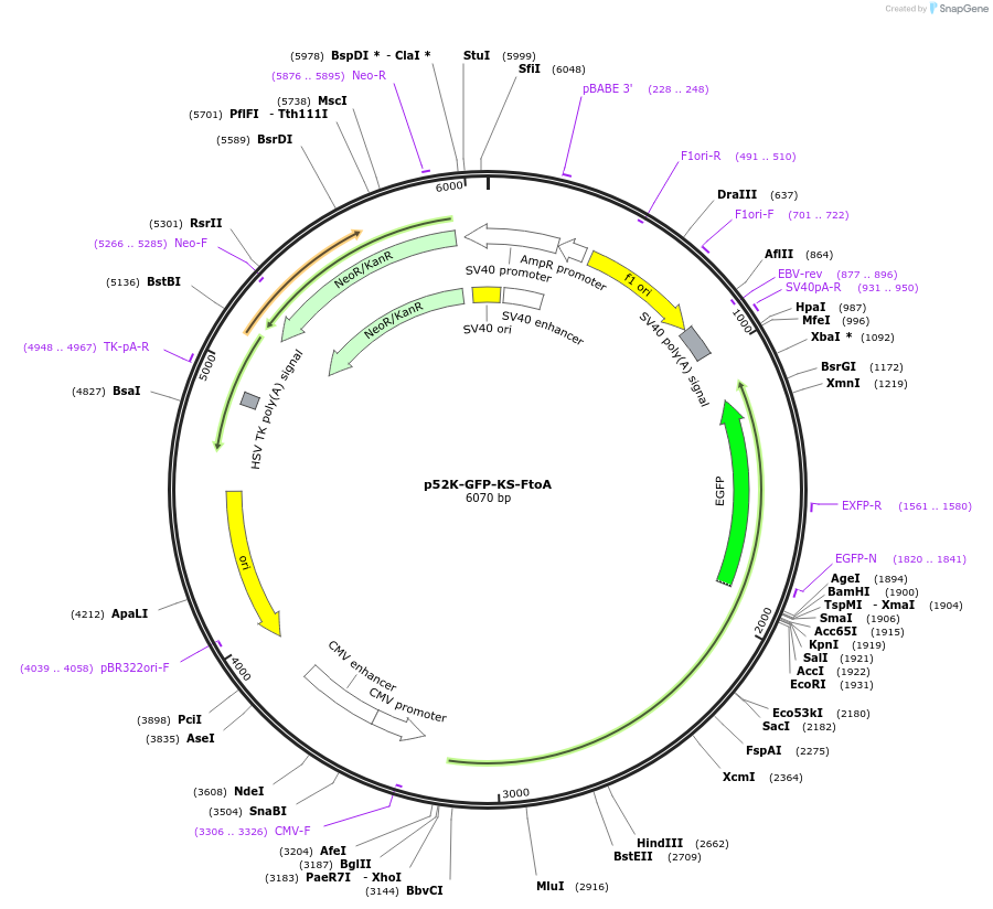 237691-plasmid-map-sequence-id-471769