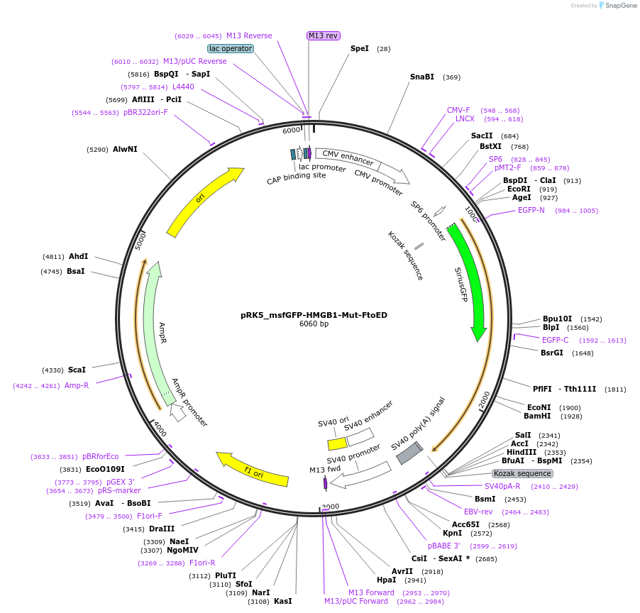 237619-plasmid-map-sequence-id-471773