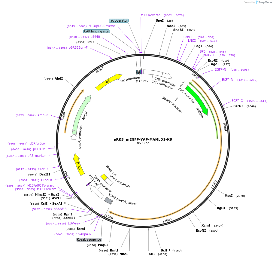 237676-plasmid-map-sequence-id-471776