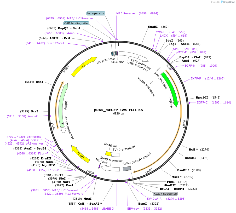 237671-plasmid-map-sequence-id-471785