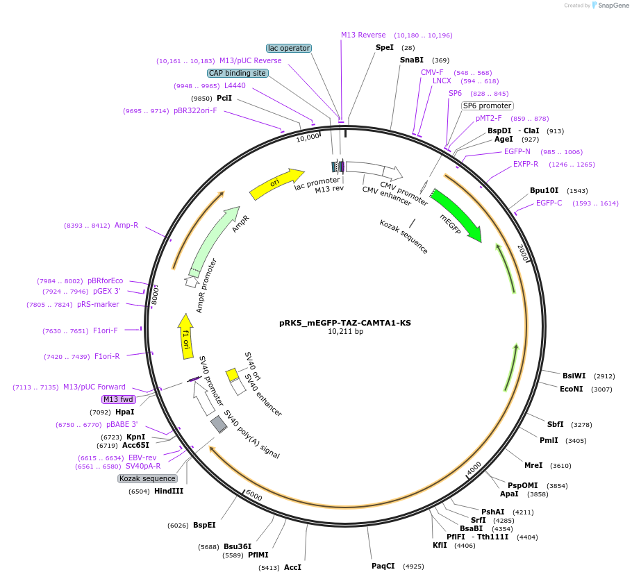 237677-plasmid-map-sequence-id-471787