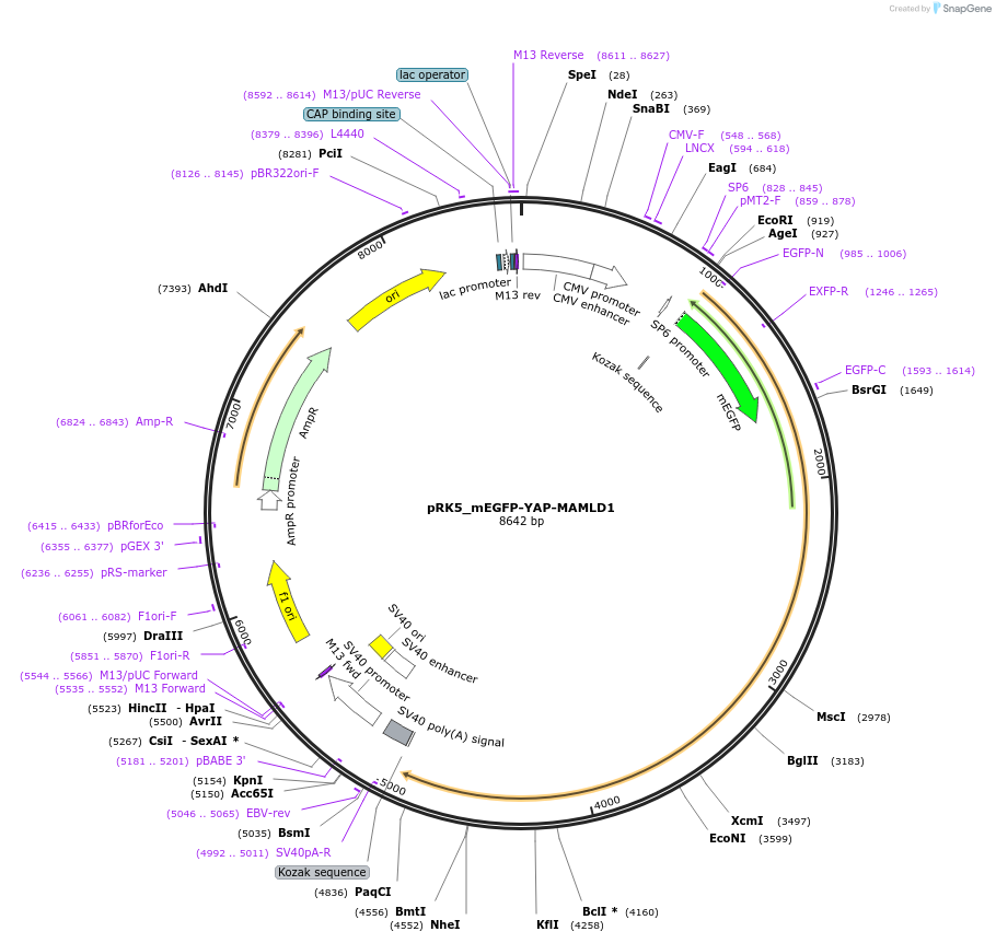 237675-plasmid-map-sequence-id-471791