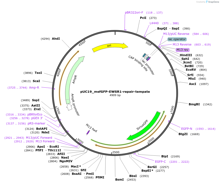 237682-plasmid-map-sequence-id-471792