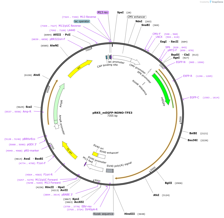 237641-plasmid-map-sequence-id-471796