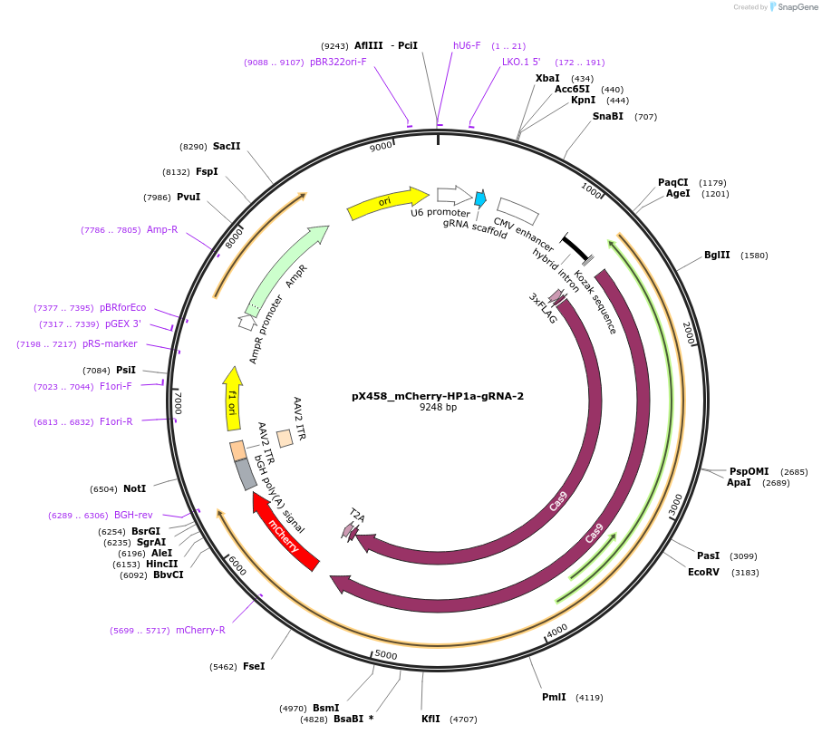 237635-plasmid-map-sequence-id-471803