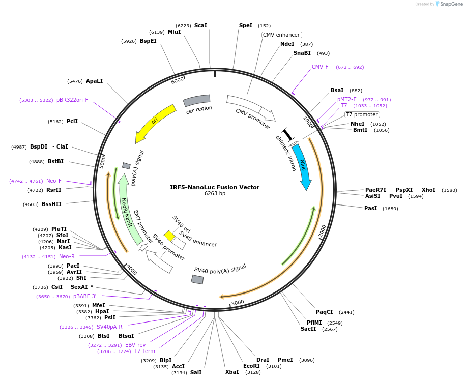 236792-plasmid-map-sequence-id-471809
