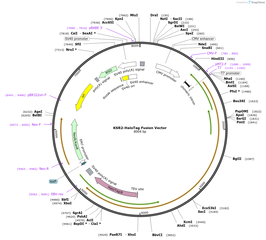 236793-plasmid-map-sequence-id-471810