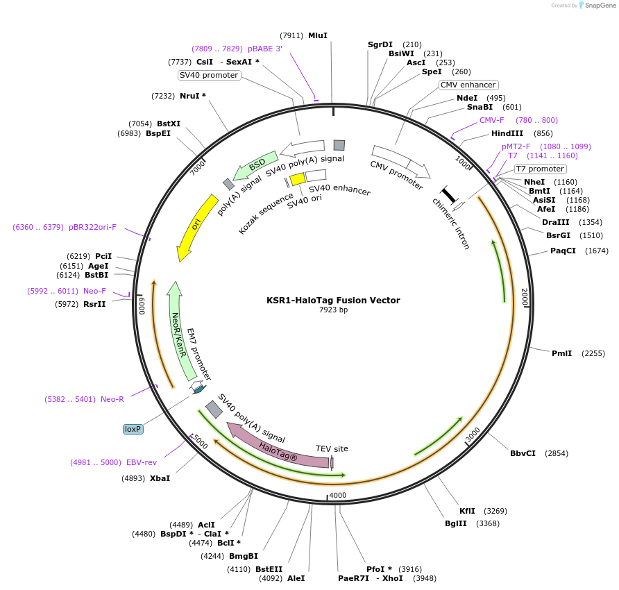 236794-plasmid-map-sequence-id-471811