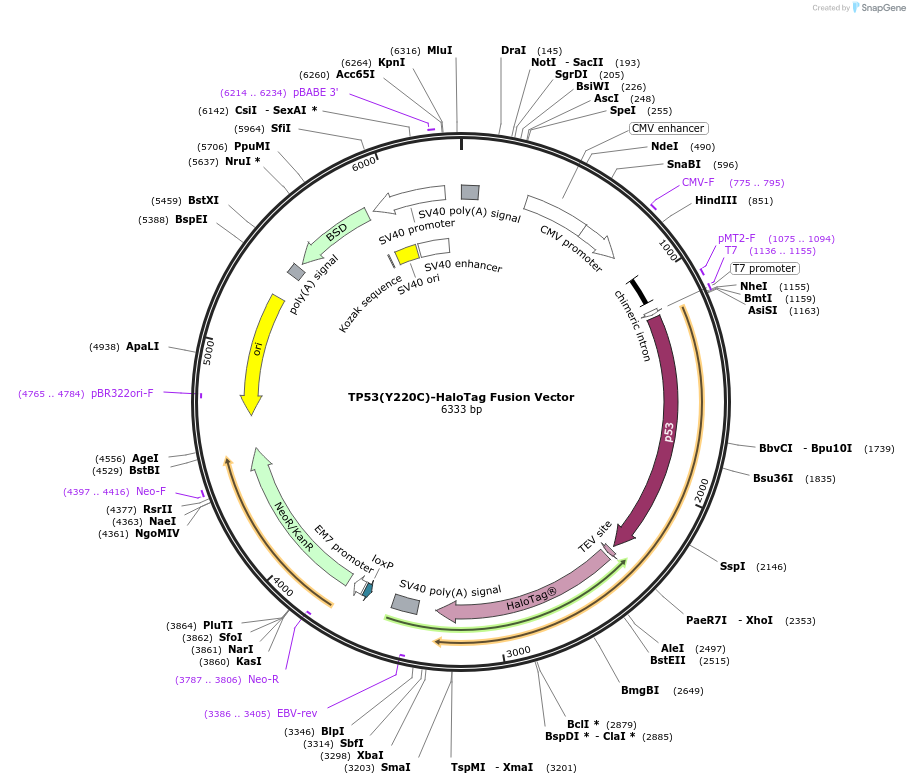 236802-plasmid-map-sequence-id-471812
