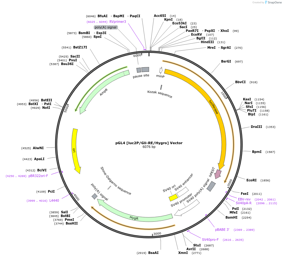 236803-plasmid-map-sequence-id-471813