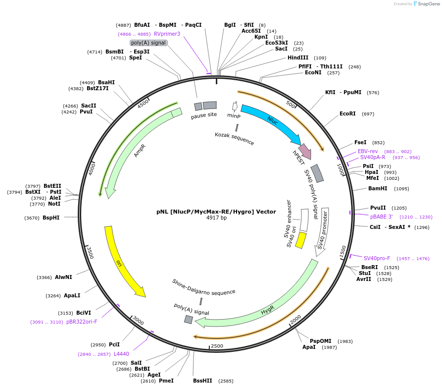 236805-plasmid-map-sequence-id-471814