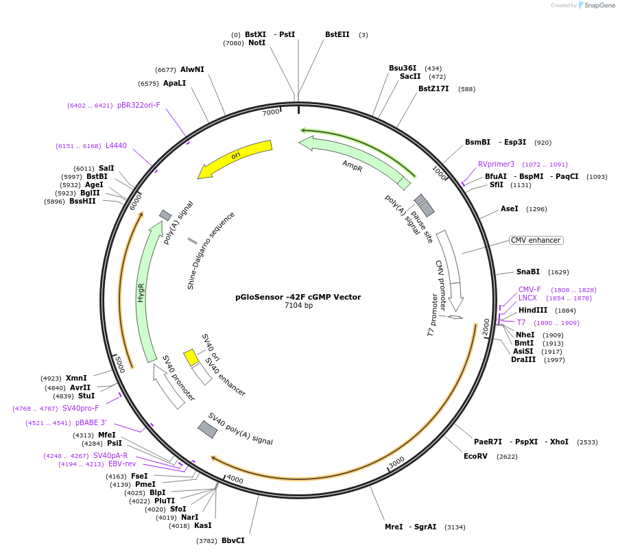 236806-plasmid-map-sequence-id-471815