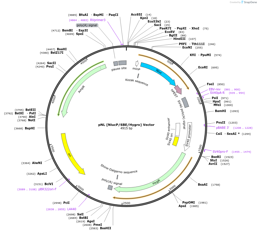 236807-plasmid-map-sequence-id-471816