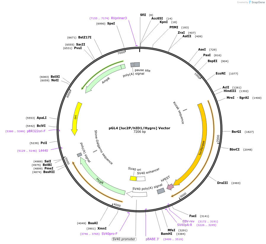 236808-plasmid-map-sequence-id-471817